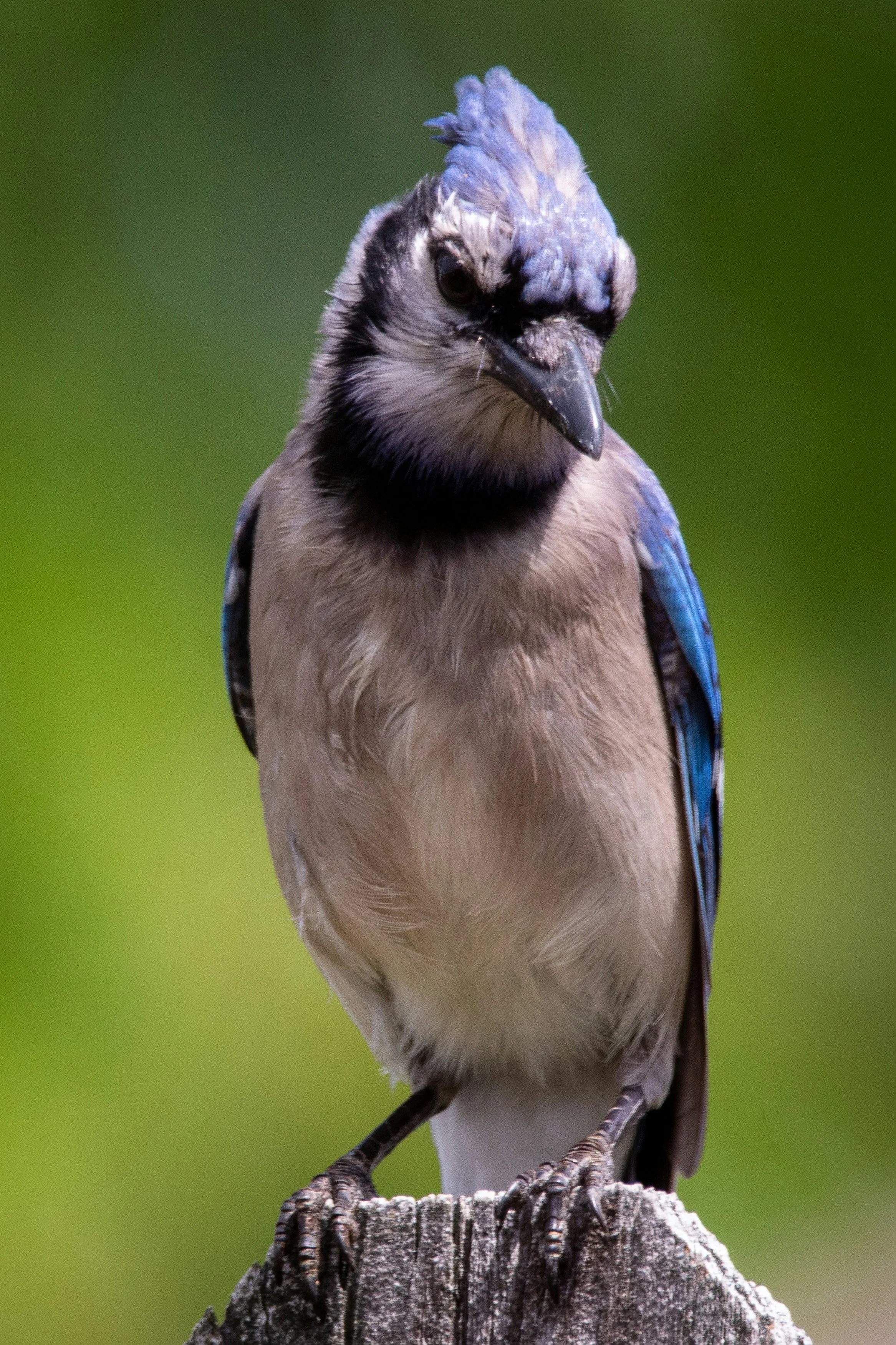 Blue Jays
