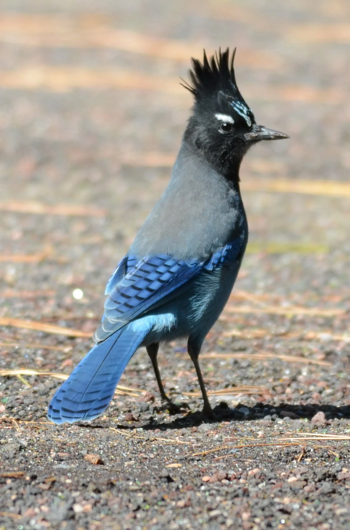 Meet the Bold &amp; Brainy Steller’s Jay