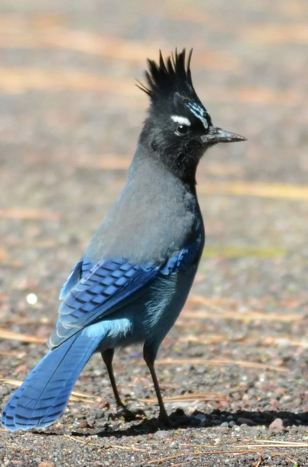 The Pecking Order is Real