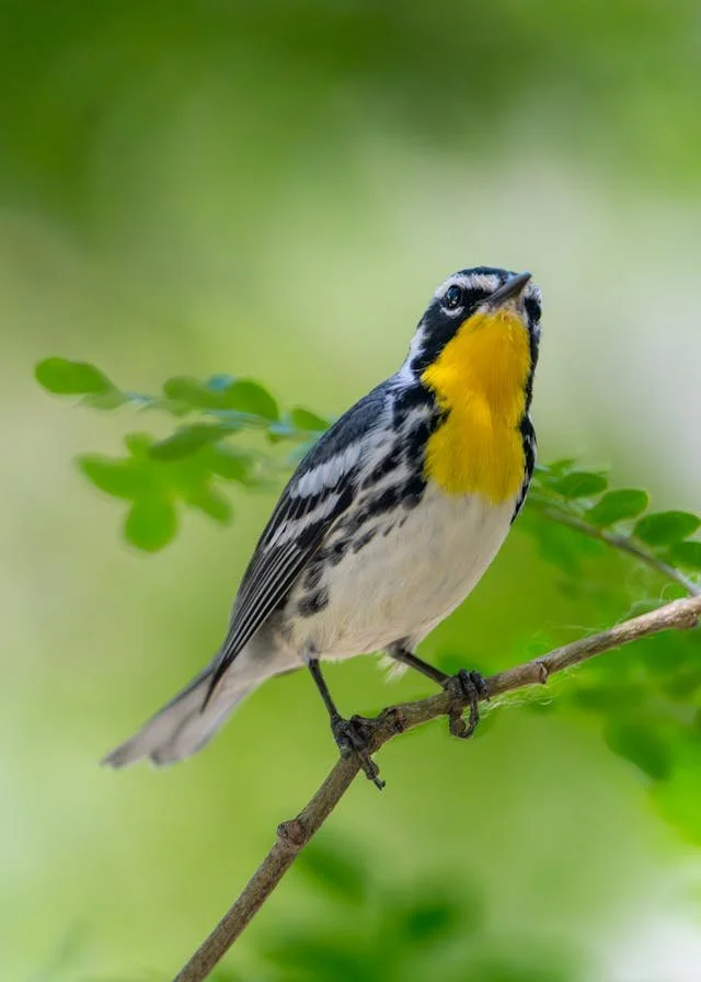 Learning to See Like a Birder
