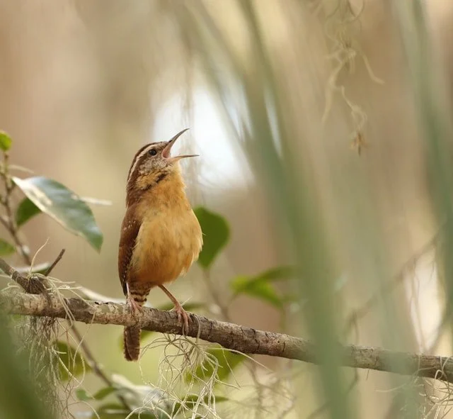 Beginning Birding by Ear
