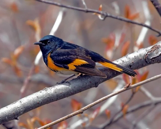 Birding Hotspots of Southeastern Arizona