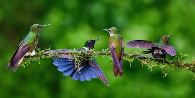 Hummingbird Myths, Debunked