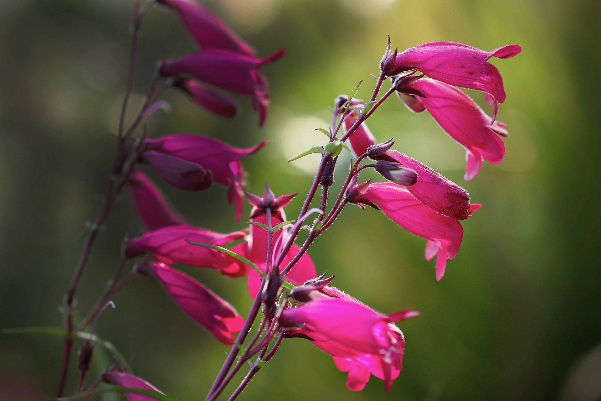 Planting for Hummingbirds