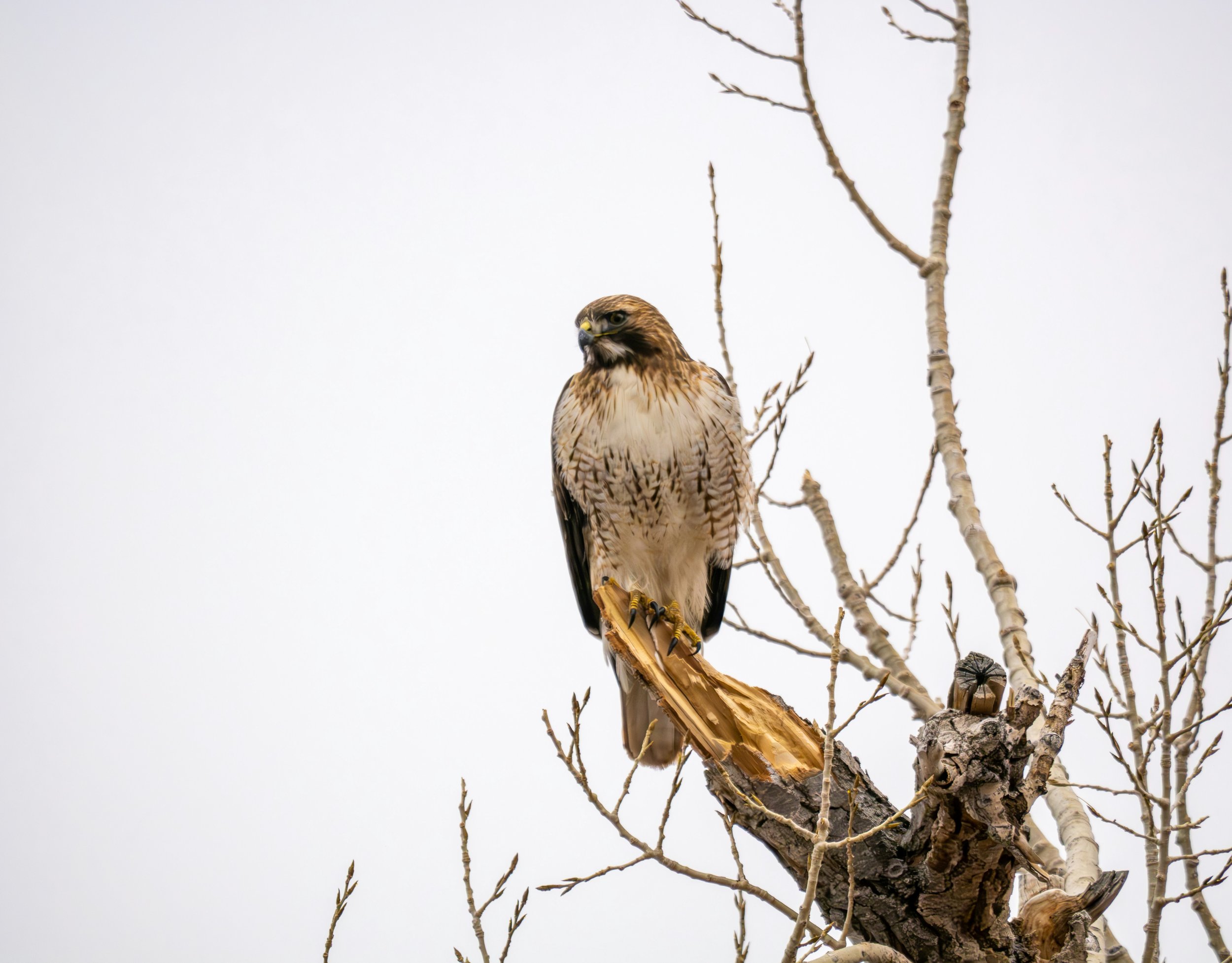 Learning the Secret Language of Size