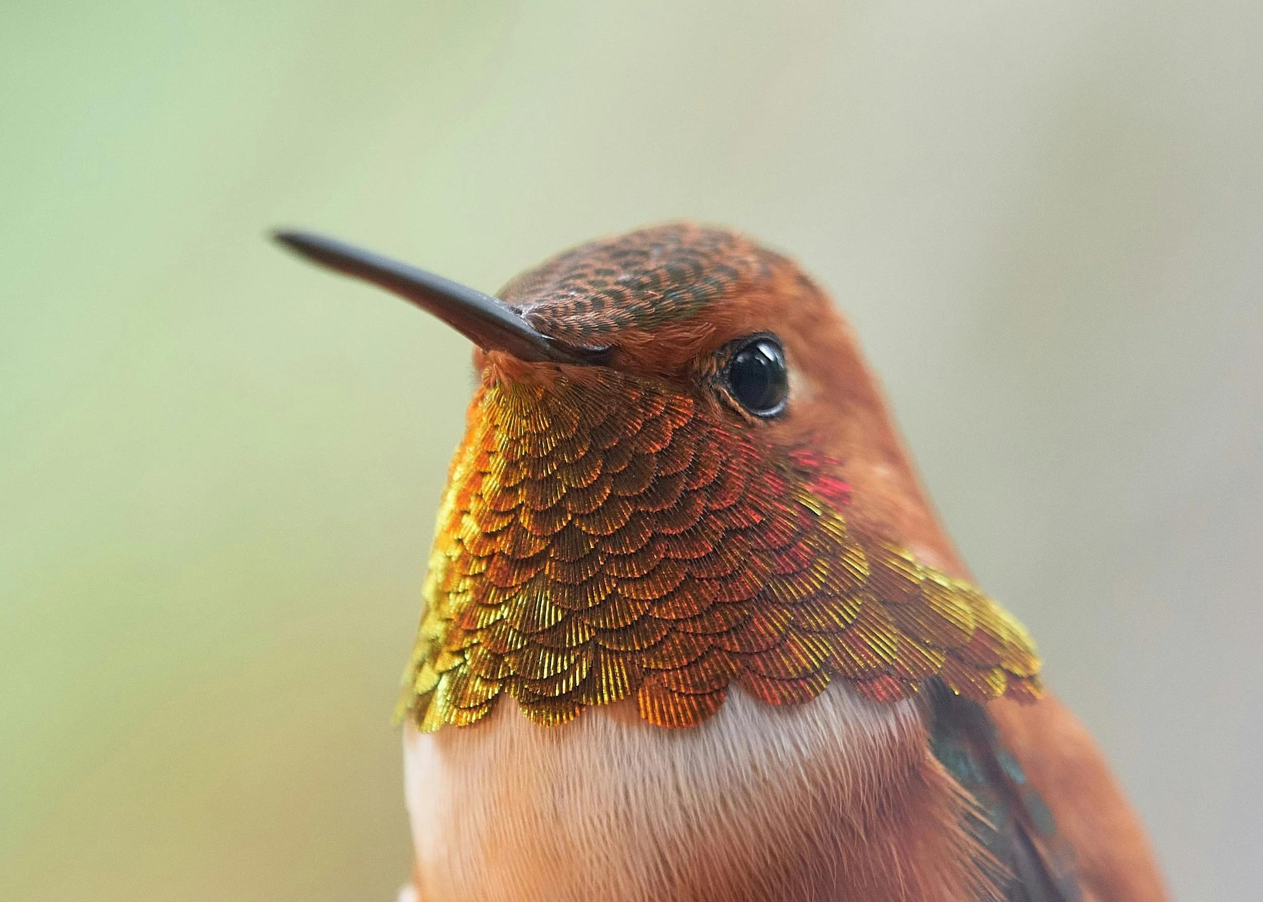 The Secret Lives of North American Hummingbirds