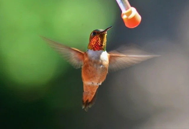 Why Hummingbirds Migrate