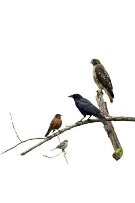 Using Relative Size to Become a Better Birder