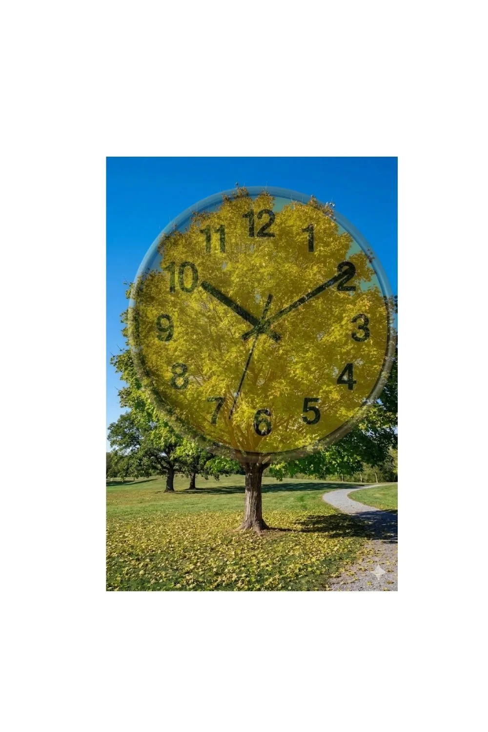 Using the “Clock Face” to Find Birds Faster