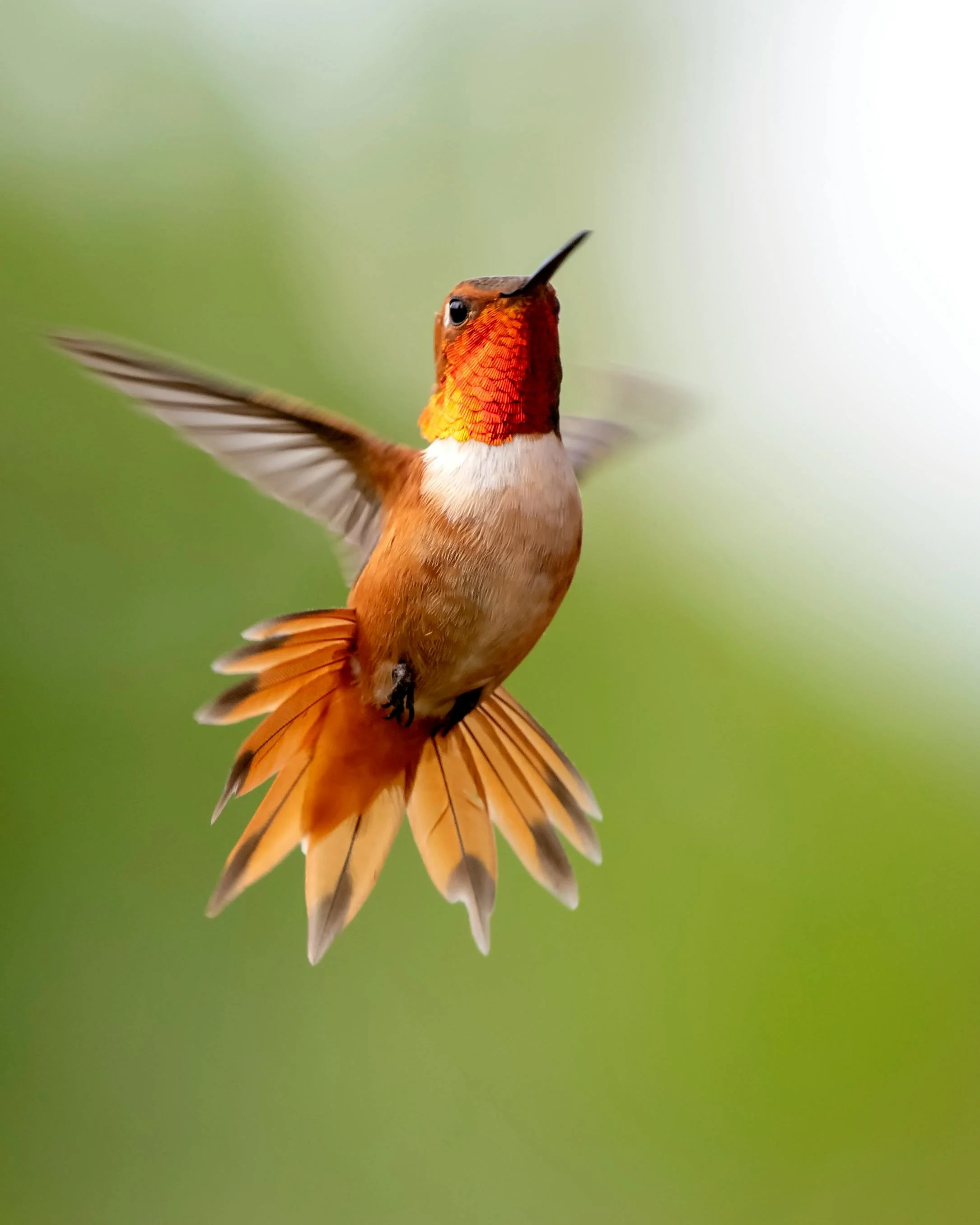 Hummingbird Myths That Could Be Hurting the Birds
