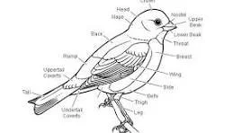 Focus on Field Marks