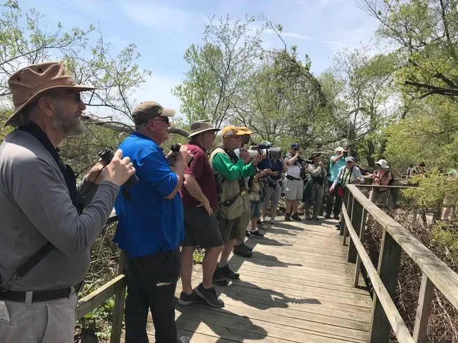 Magee Marsh &amp; the Biggest Week in American Birding