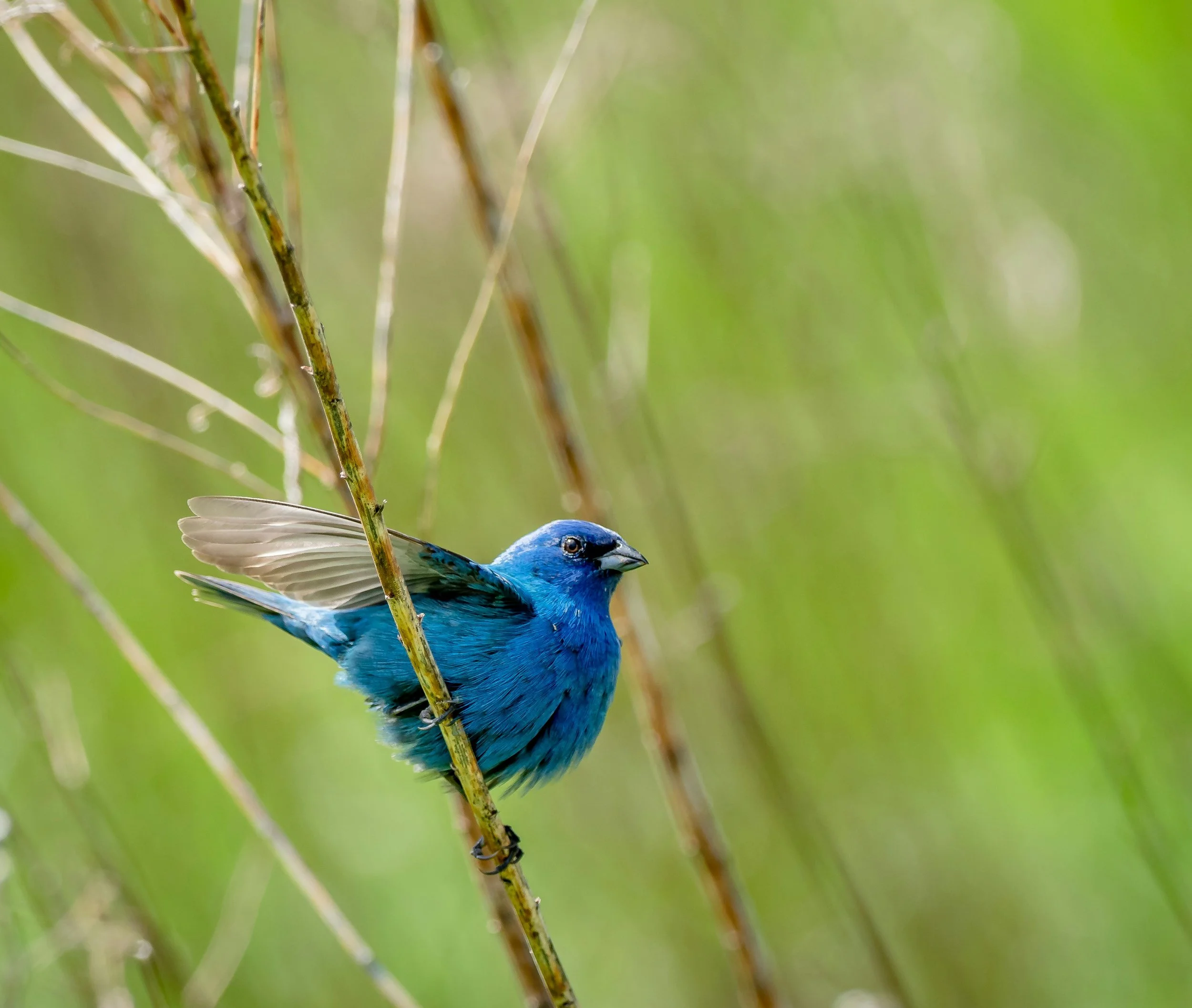 5 Easiest Birds to ID in Summer