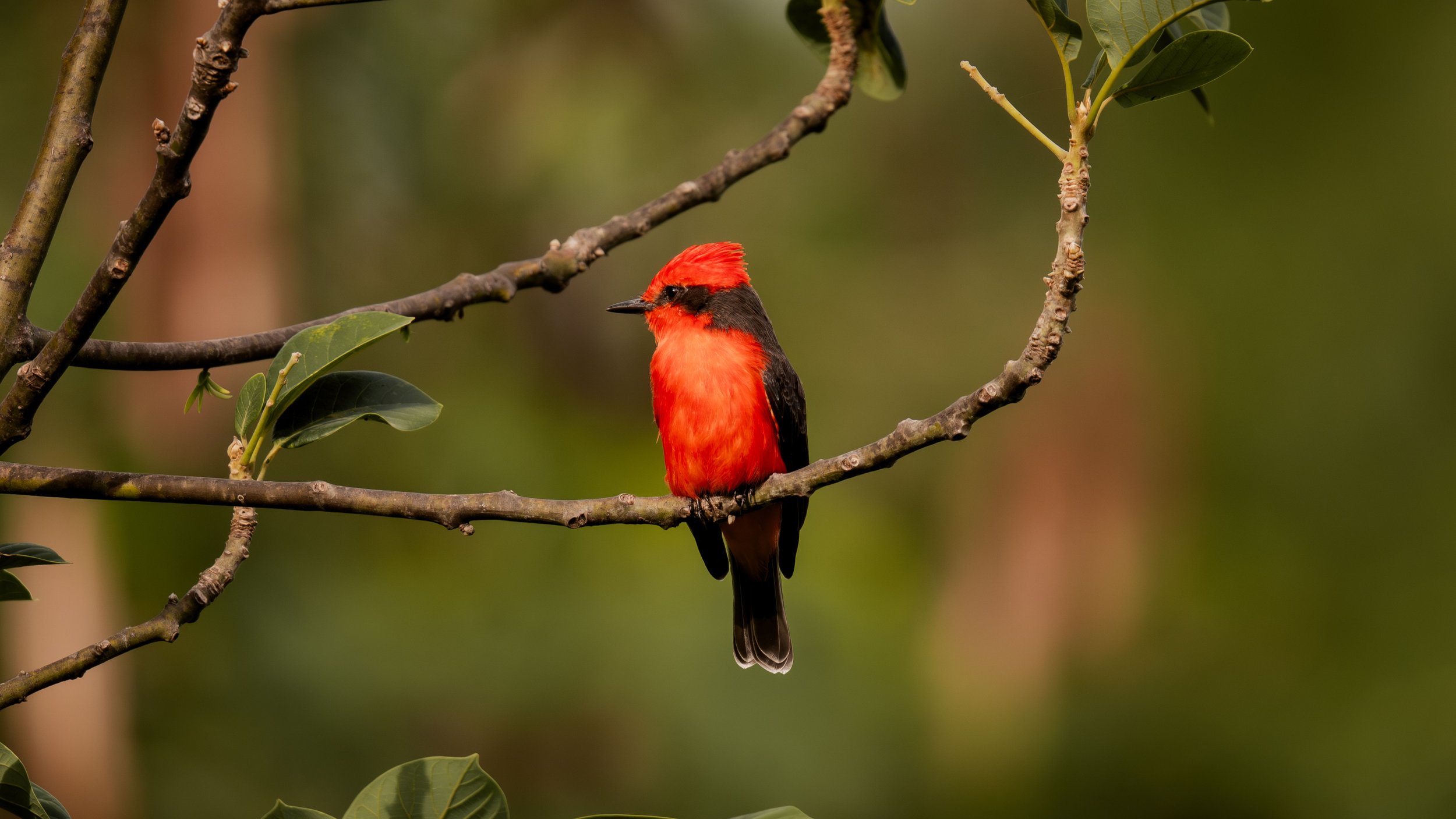 5 Easiest Birds to ID in Summer - Southwest Region