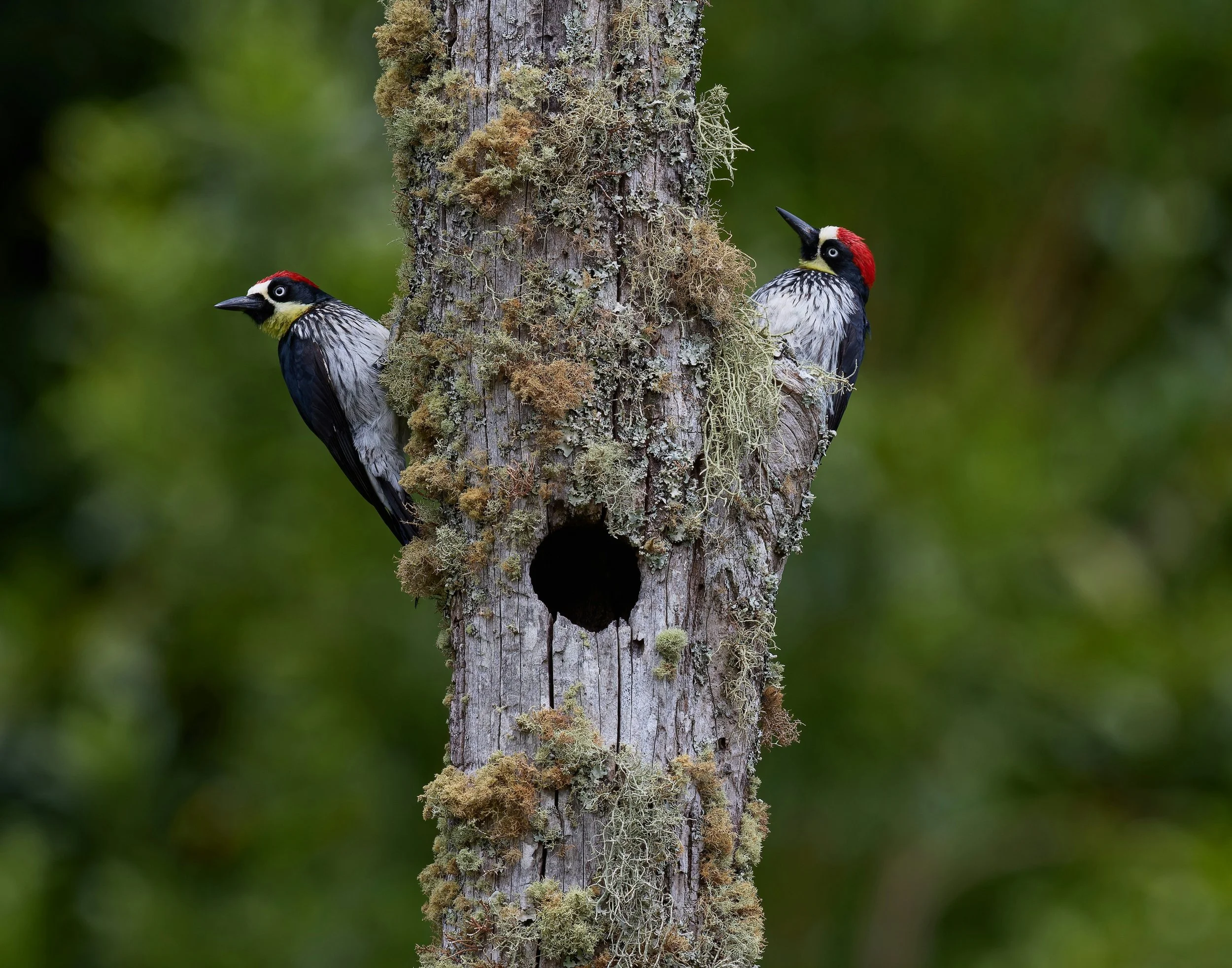 5 Easiest Birds to ID in Summer: West of the Rockies Edition