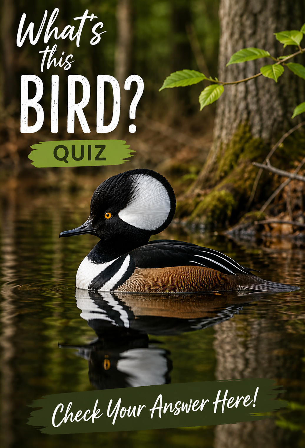Hooded Merganser