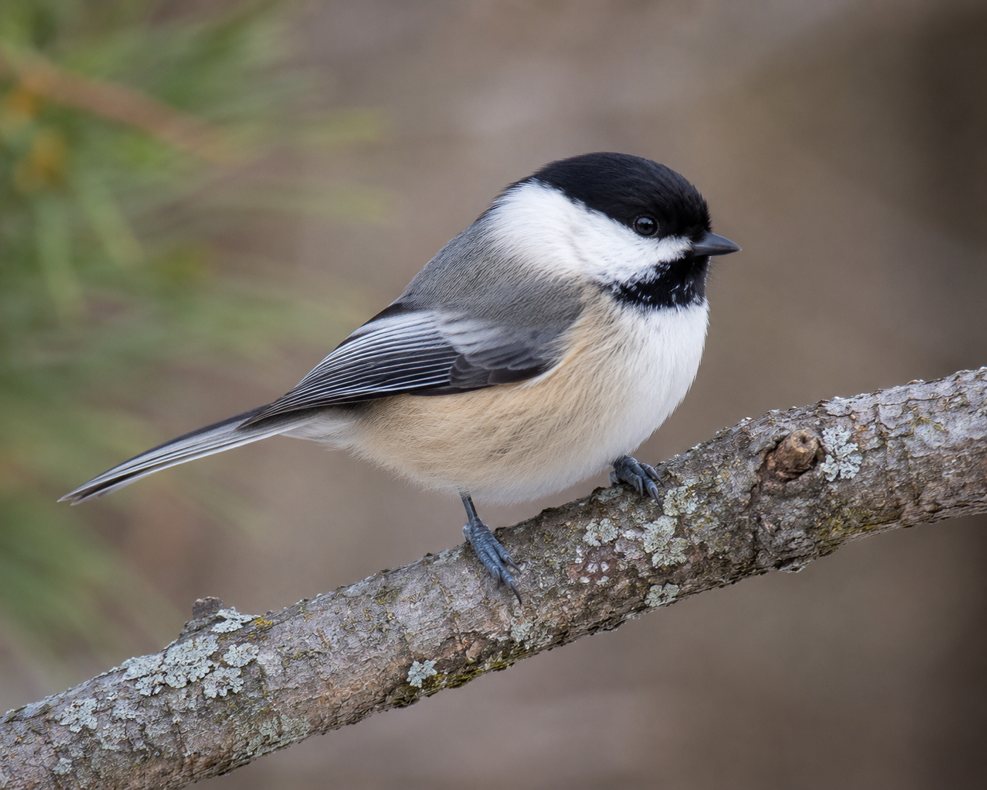 Experienced Birders ID Birds Faster