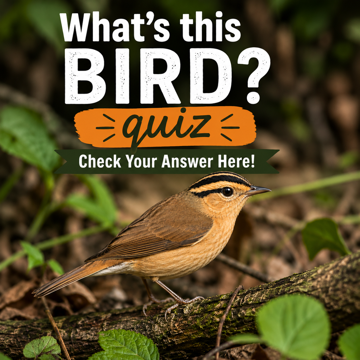 Worm-eating Warbler: The Bird with the Misleading Name