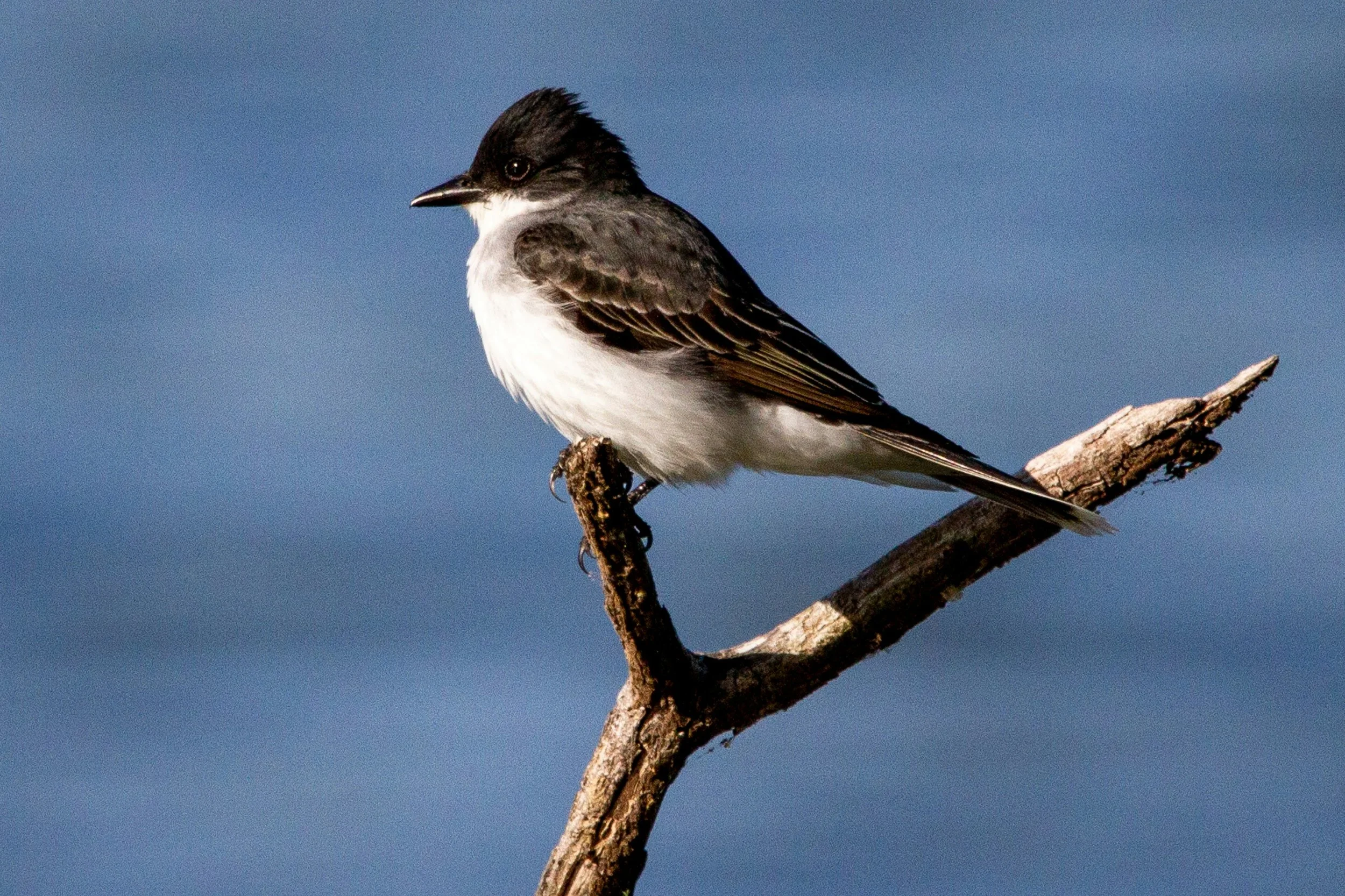 Birding by Behavior