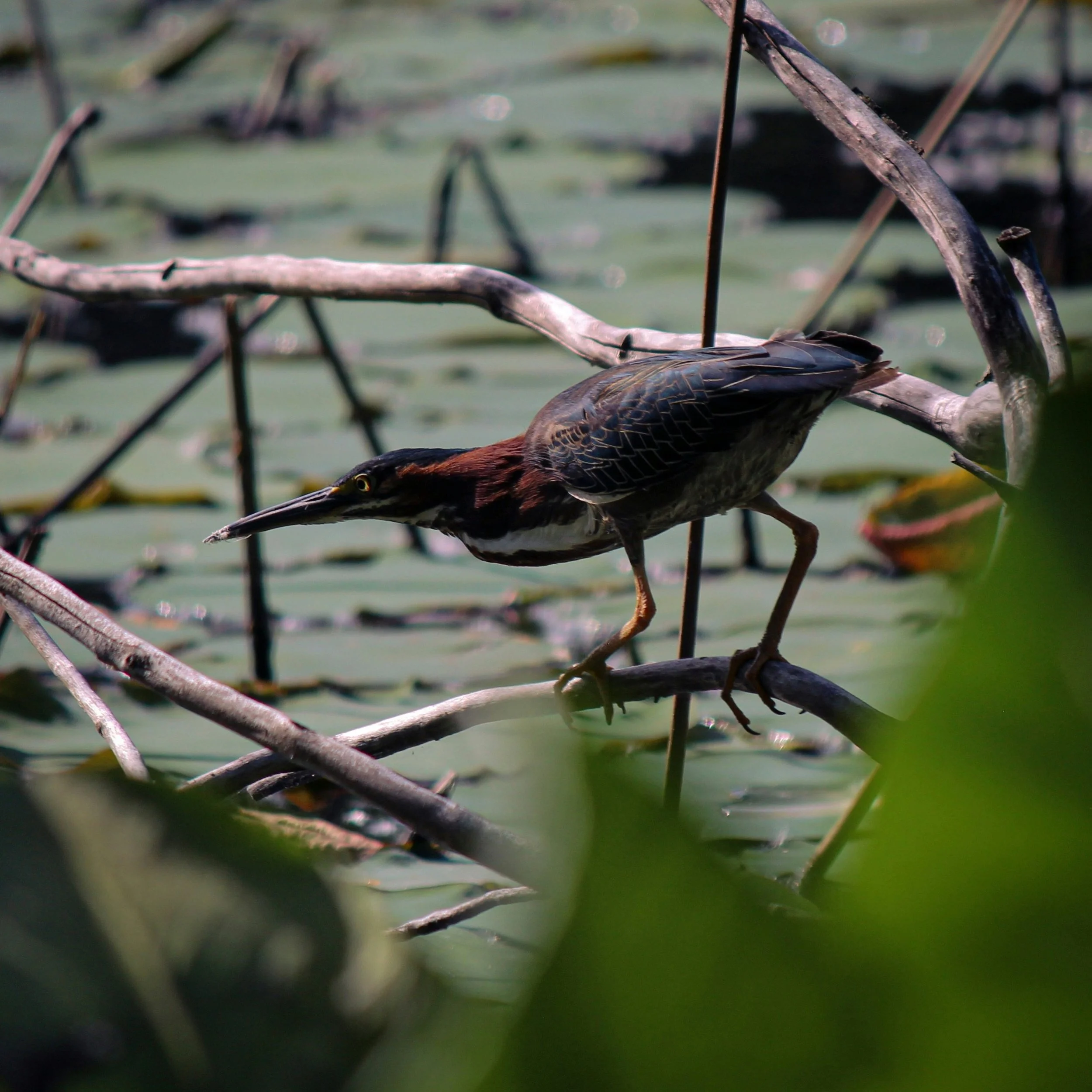 The Power of Slow Birding: