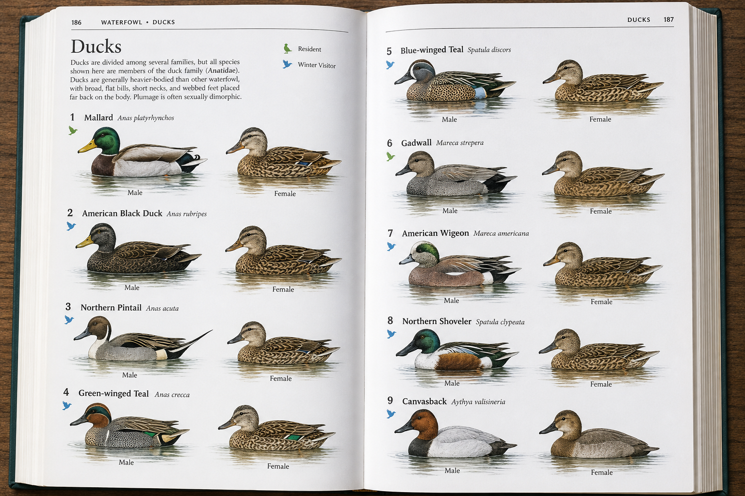 Birding for Beginners: Learn Bird Families