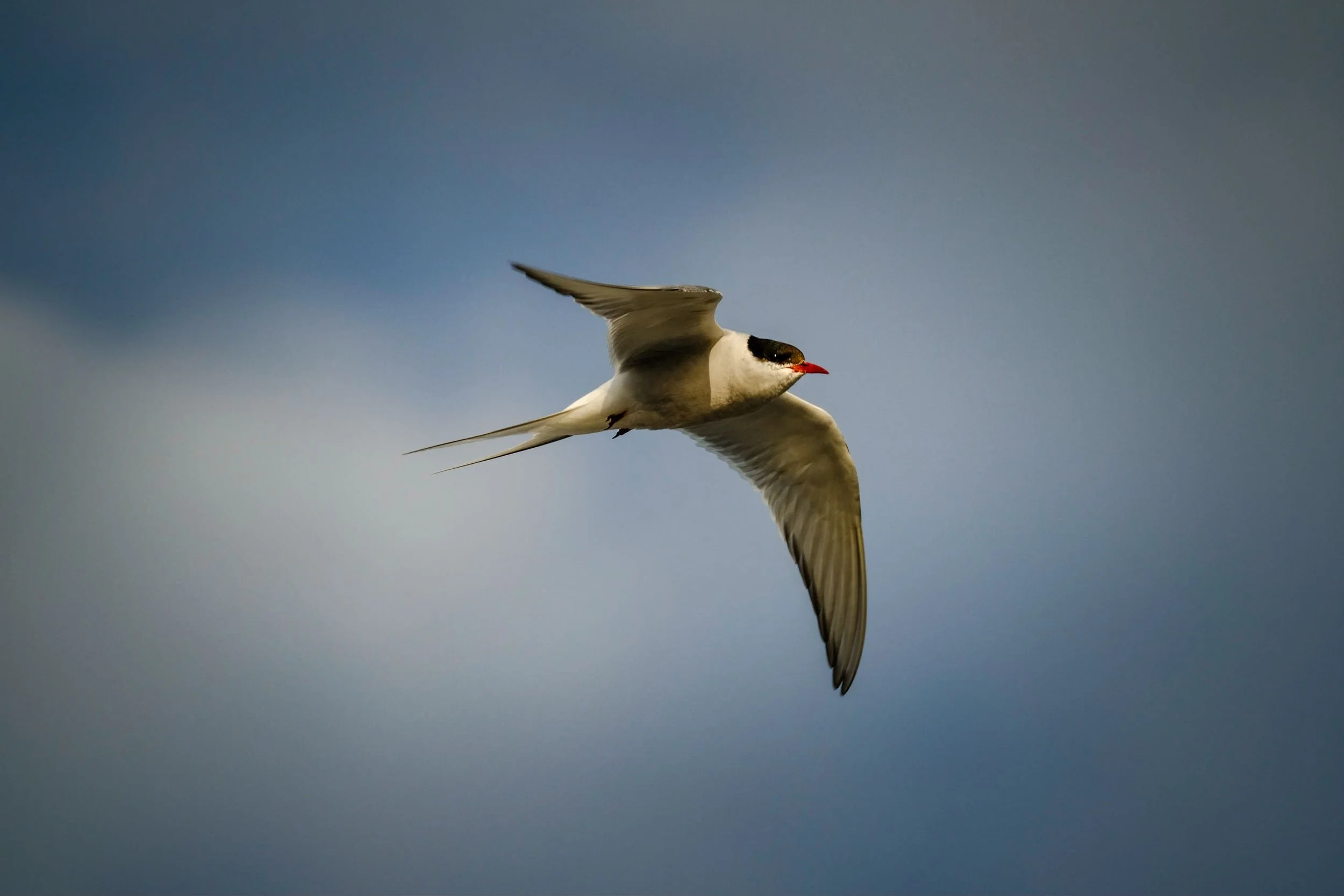 Fall Migration