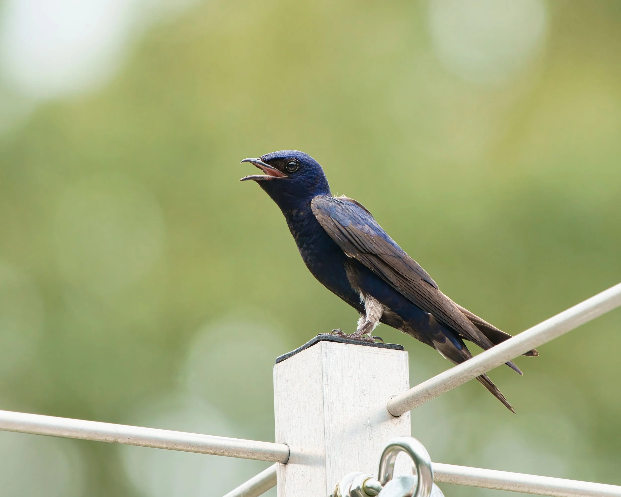 Purple Martins