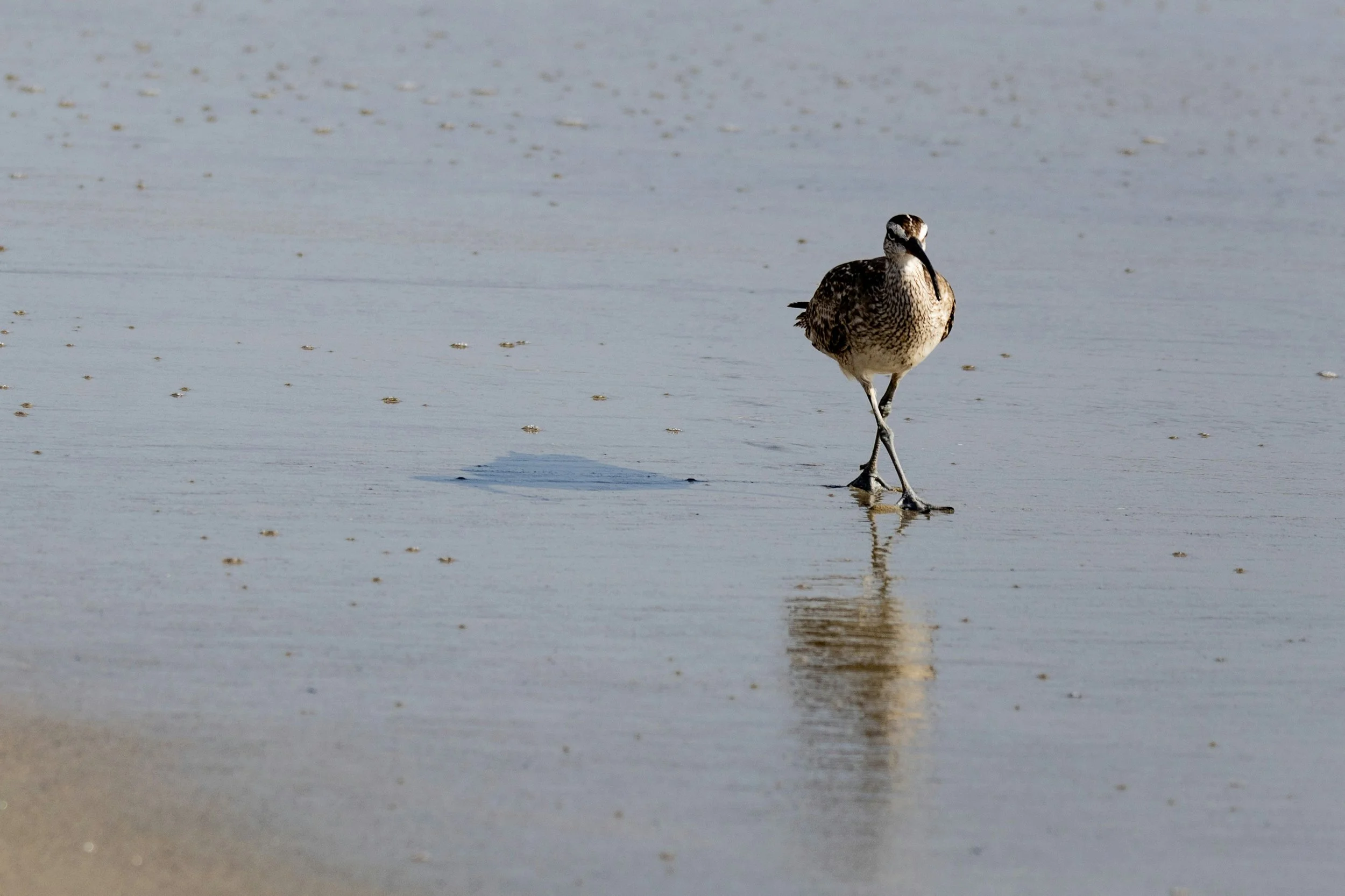 Shorebird Migration