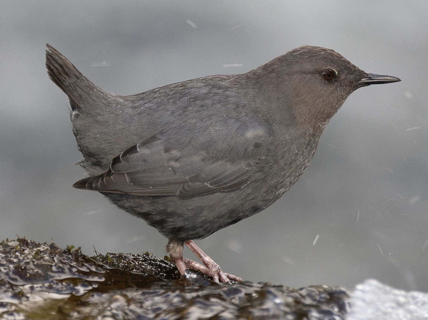The Power of Slow Birding: