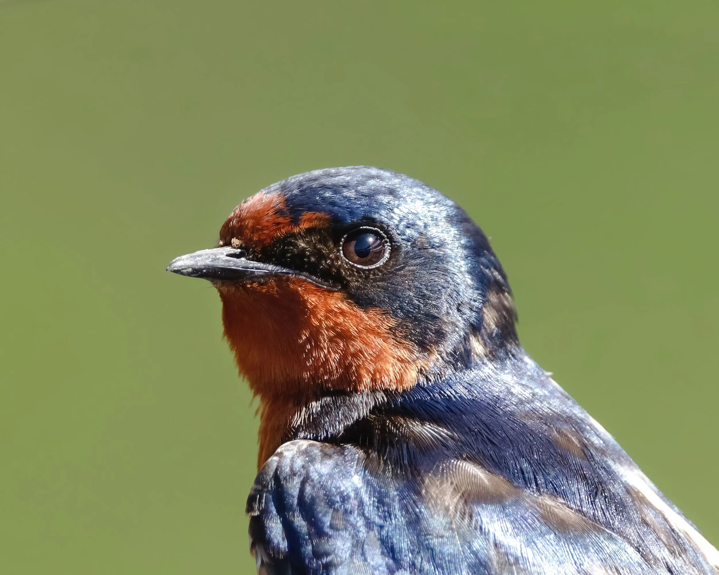 Can You Identify This Graceful Backyard Acrobat?