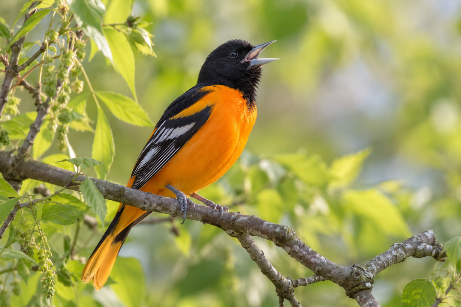 How to Learn Bird Songs