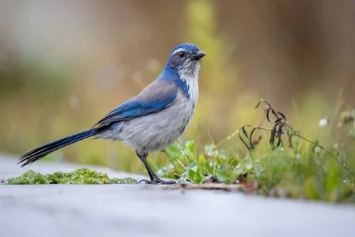 Bird Pecking Order Explained: Why Jays Dominate Backyard Feeders ...