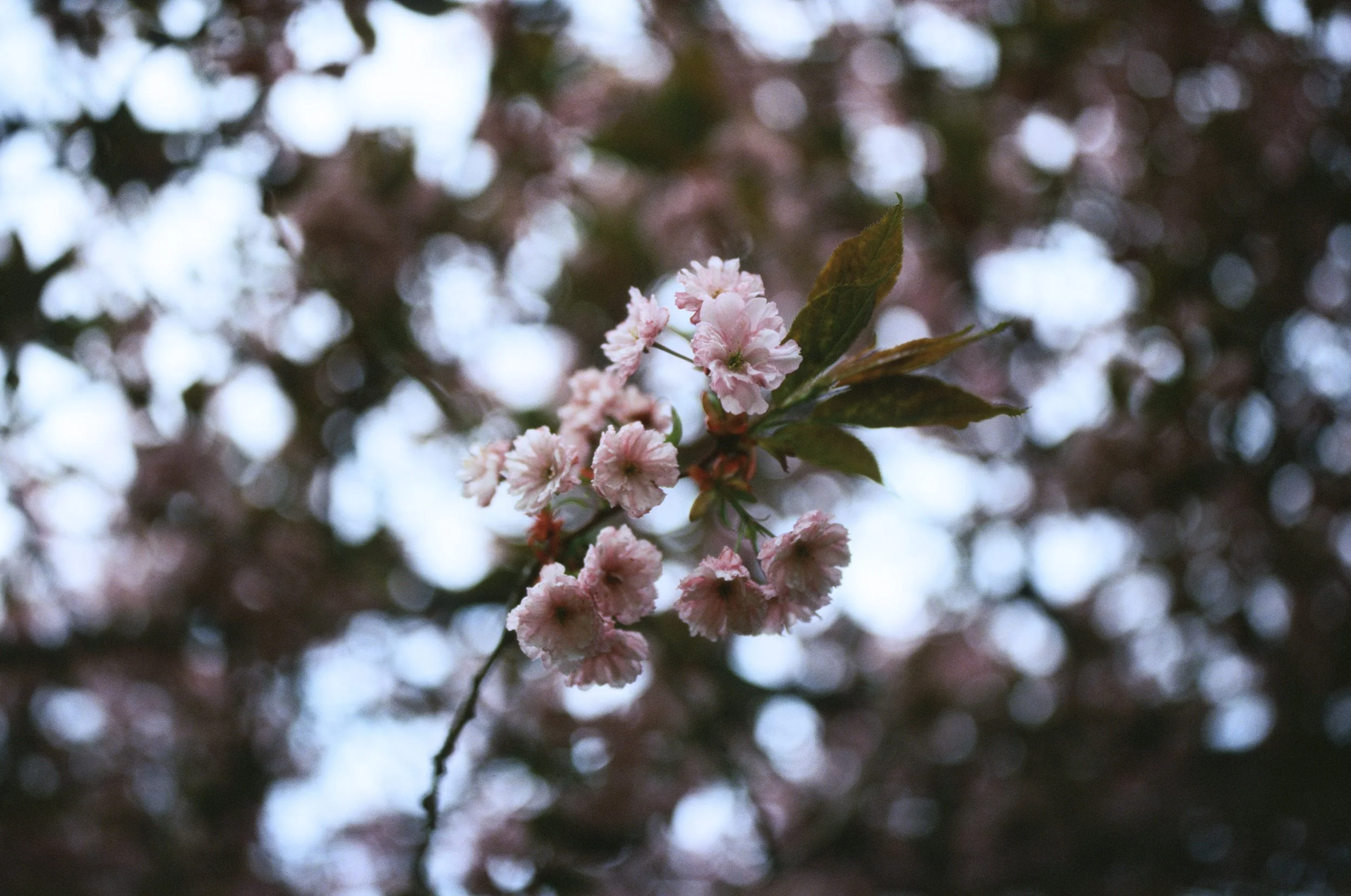British Isles'19:F3:Ektachrome:32.jpg
