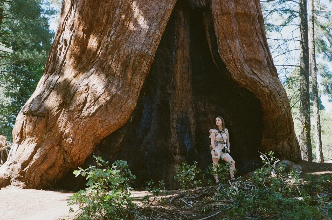 Sequoia:M4:Portra400:42.jpeg
