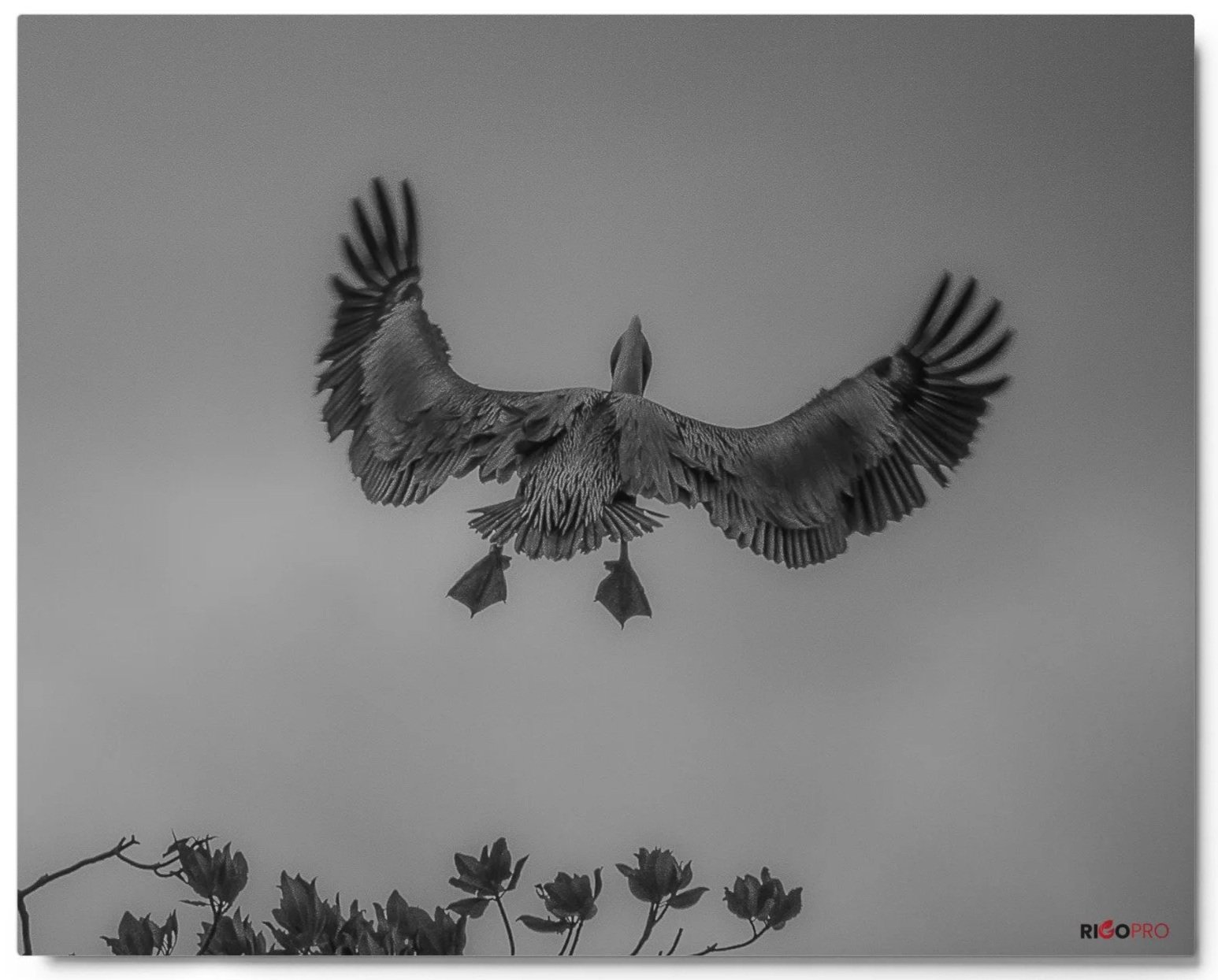 A Florida pelican takes off from a tree with its wing tips pointed up and away with its feet pointing down in this black and white silver print. A few leaves of a tree poke out from the bottom left of the frame.