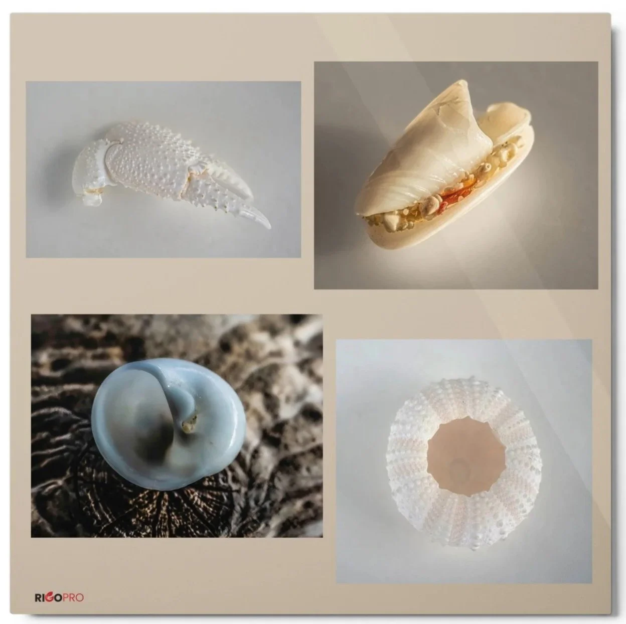 A 12x12 color metal print photograph of three seashells and a white crab claw, arranges as four pictures within the picture, having a sandy beige background.