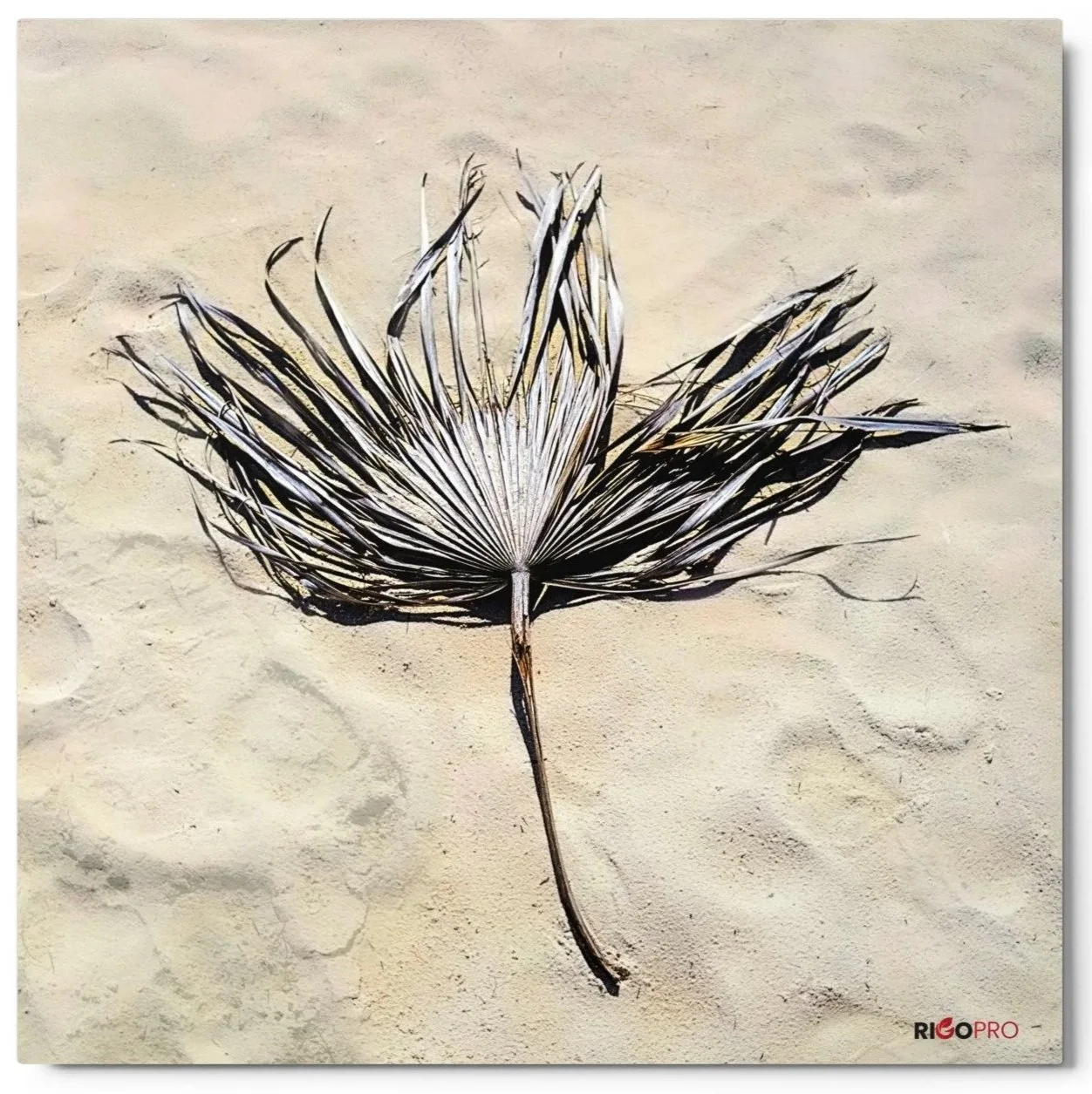 A square 12x12 metal photograph print of a dried flat sand fern sitting on golden sand in bright contrasty sunlight.
