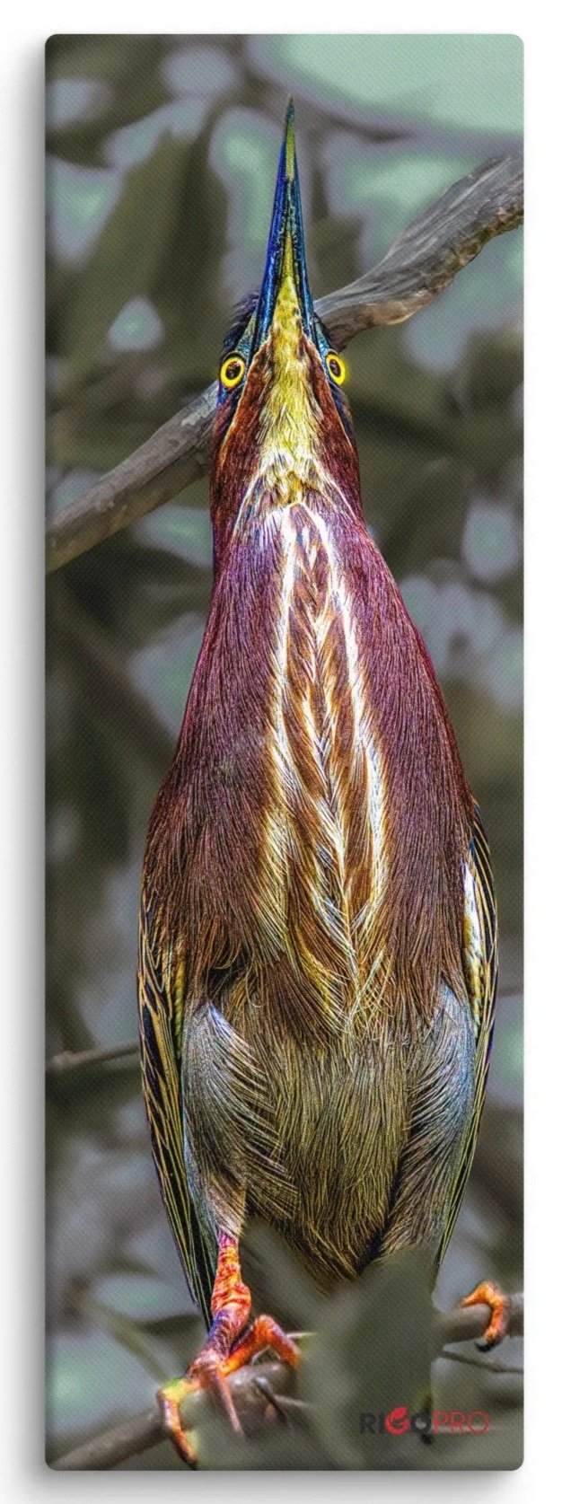 A tall  rectangular canvas print of a green heron on a branch pointing its beak upward with intense yellow eyes looking forward at the viewer amidst a green leafy background.