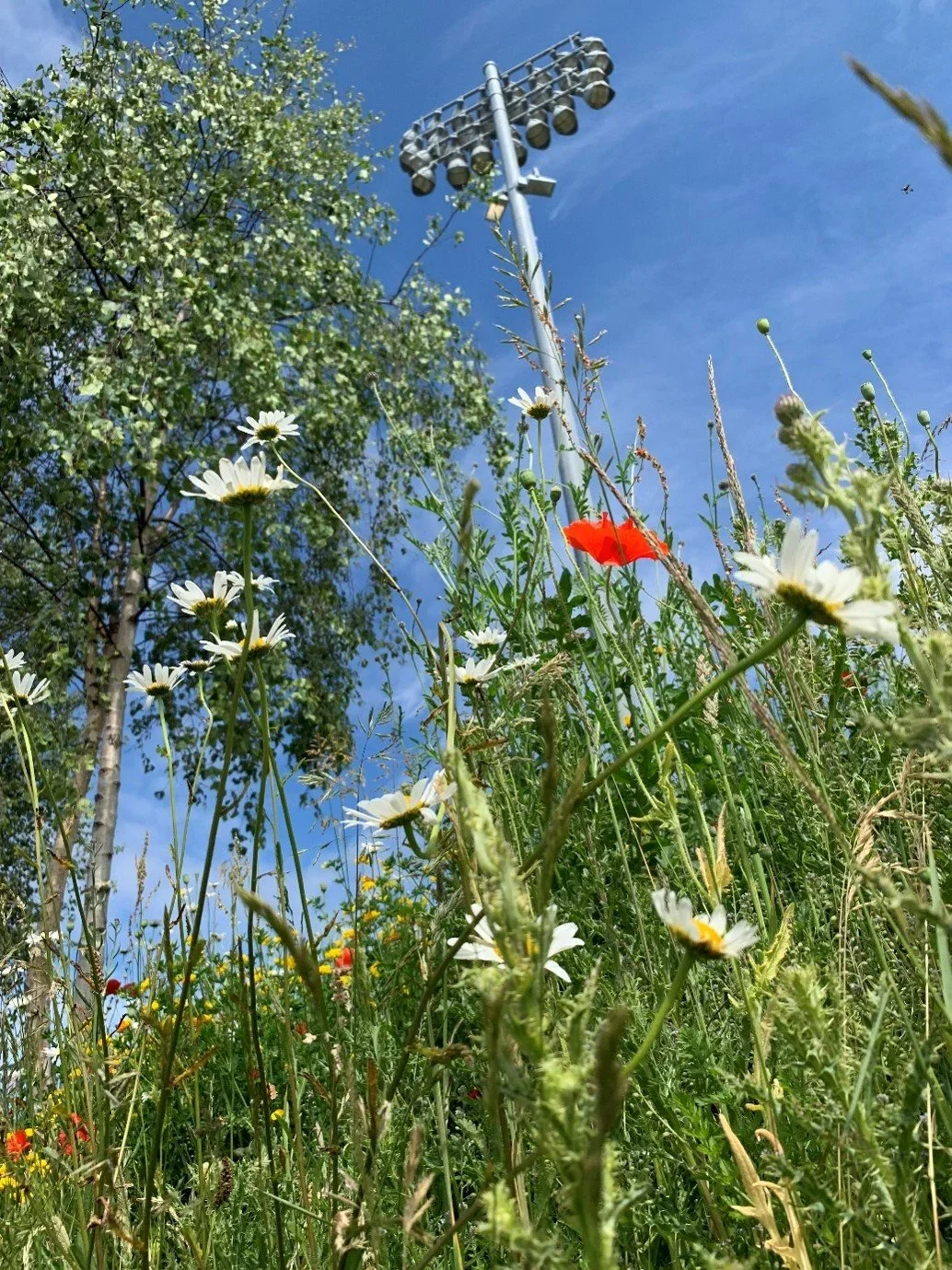 Wildflower+garden+in+Manchester.webp