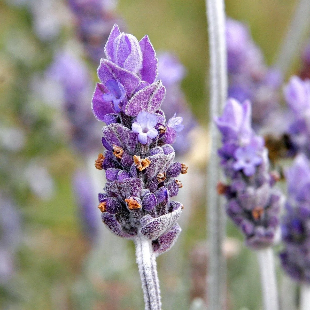 Single_lavendar_flower02_edited.jpg