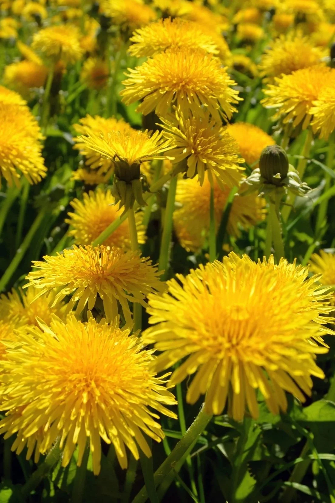 En mark med glue mælkebøtter i blomstring og solskin