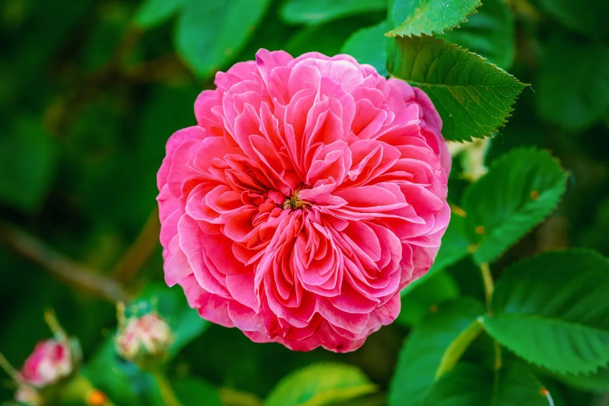 organic-floral-water-rose-water-rosa-centifolia-alteya-organics-small-cover.jpeg