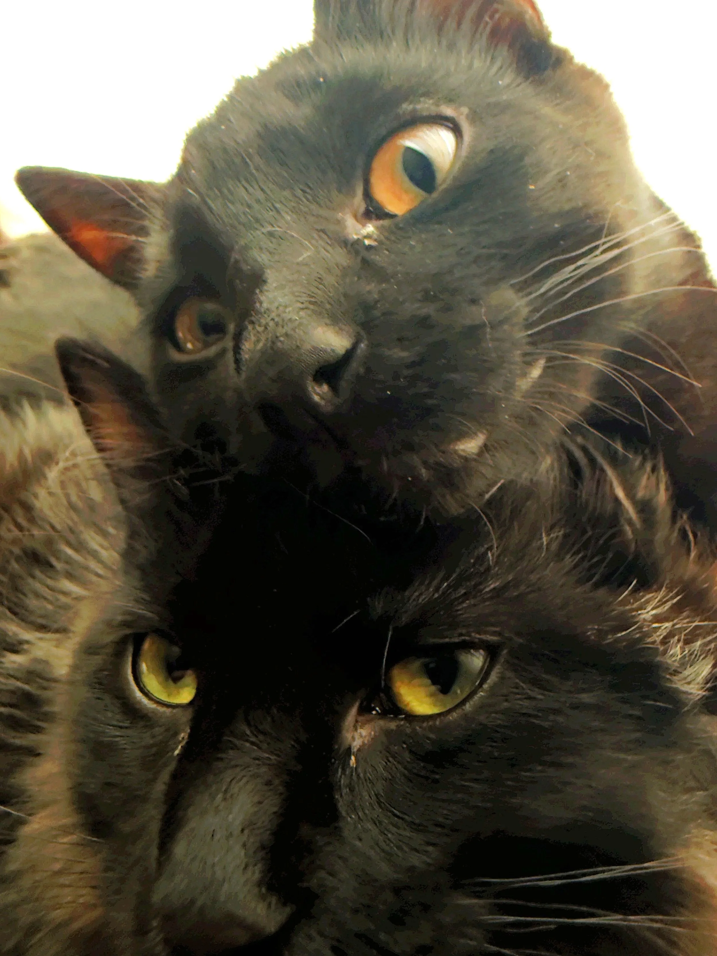 Close-up of two black cats lying down with their heads touching, looking directly at the camera.