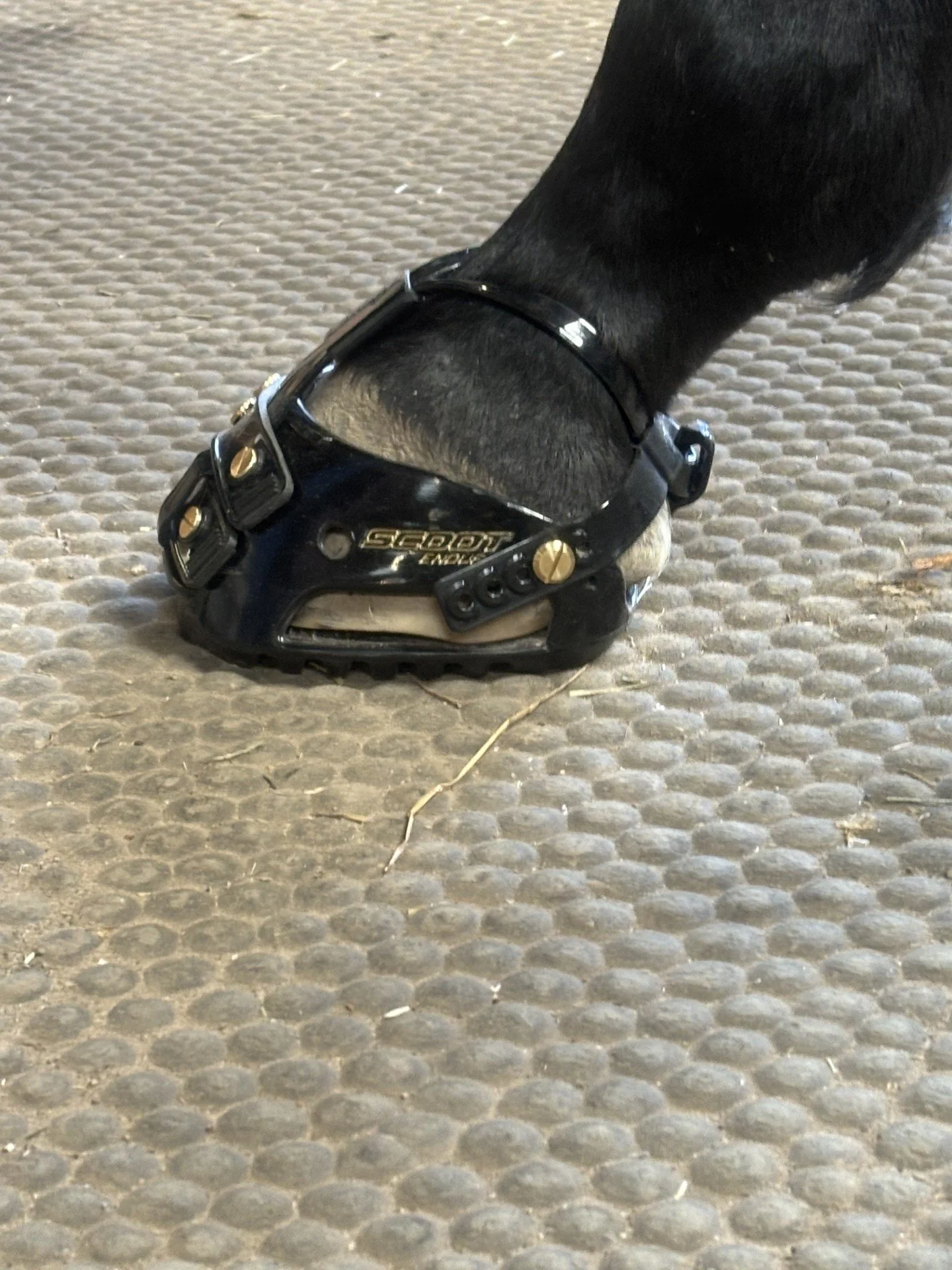 Barefoot trimming and Hoof boot fitting