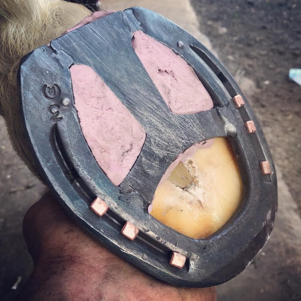 Therapeutic Shoeing and trimming
