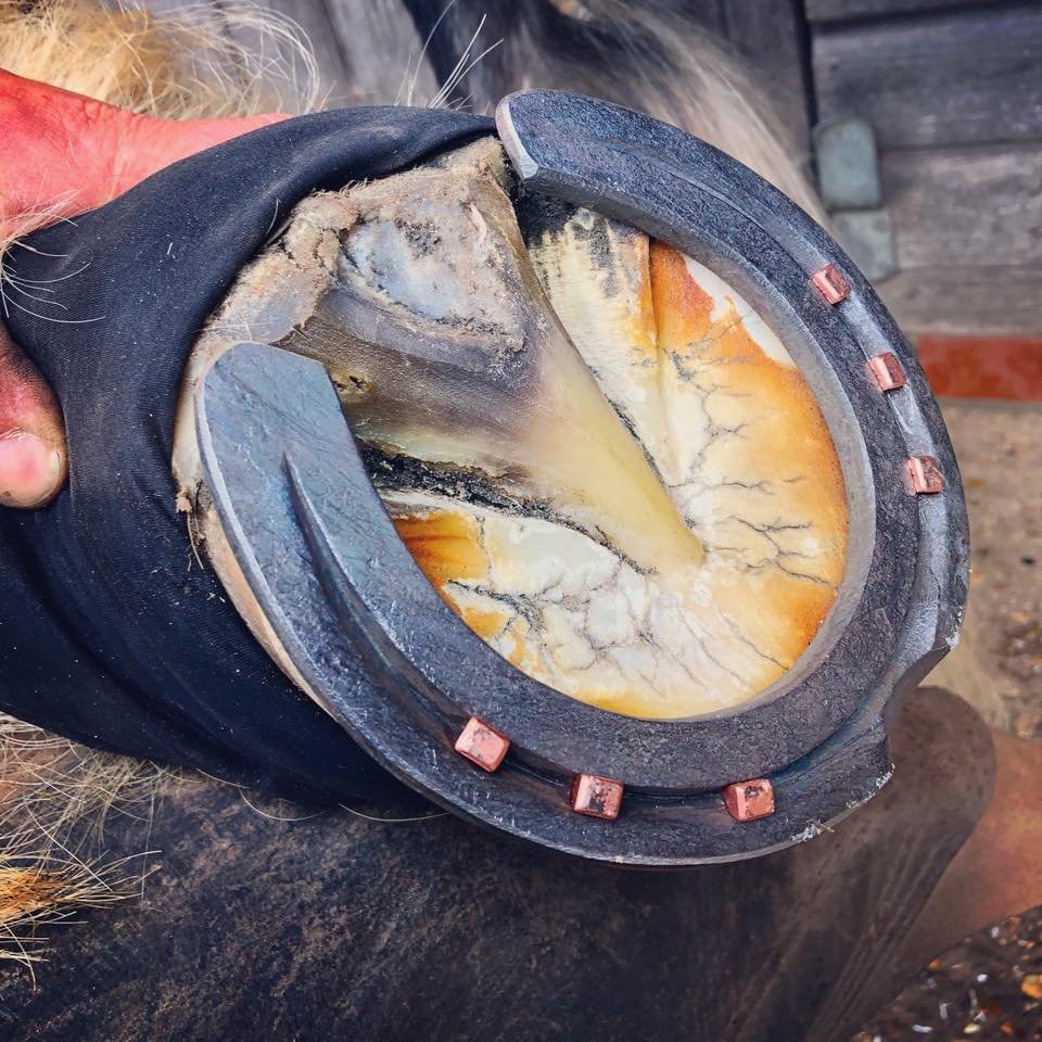 Routine Shoeing and trimming