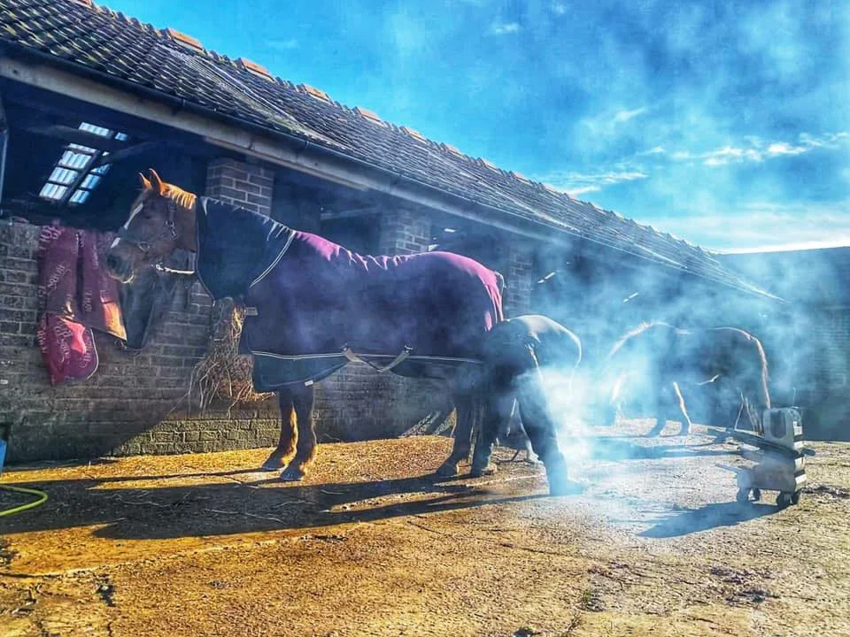 A horse is being bathed outside a brick stable, with steam or smoke rising from a hot shoe near the ground, and other horses in the background.
