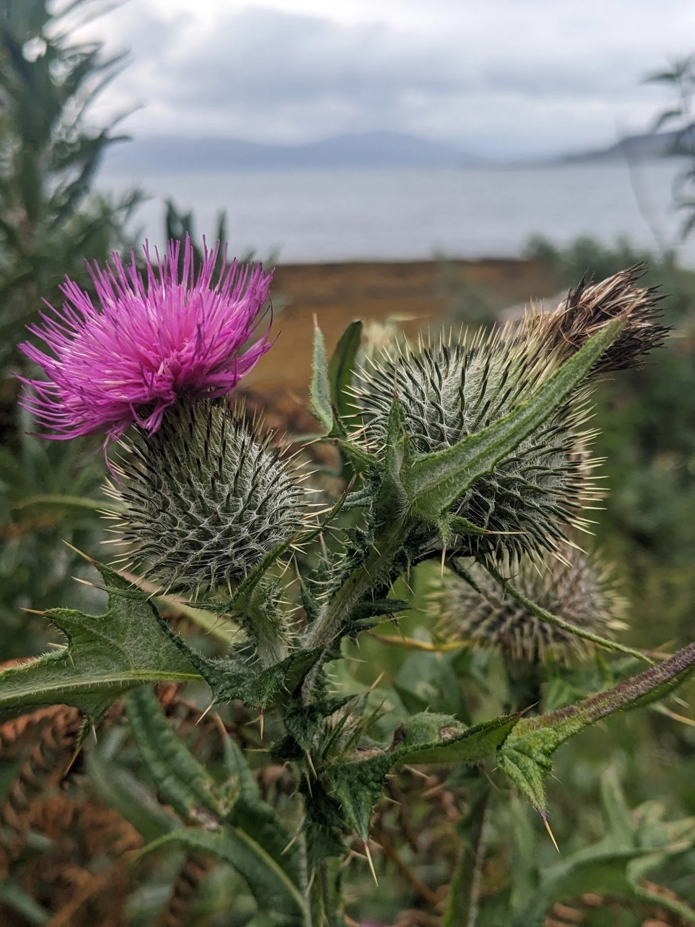 Close-up of a purple thistle flower with spiky green leaves, taken close to Tobermory, overlooking a body of water, the Sound of Mull, and mountains in a cloudy sky in the background.