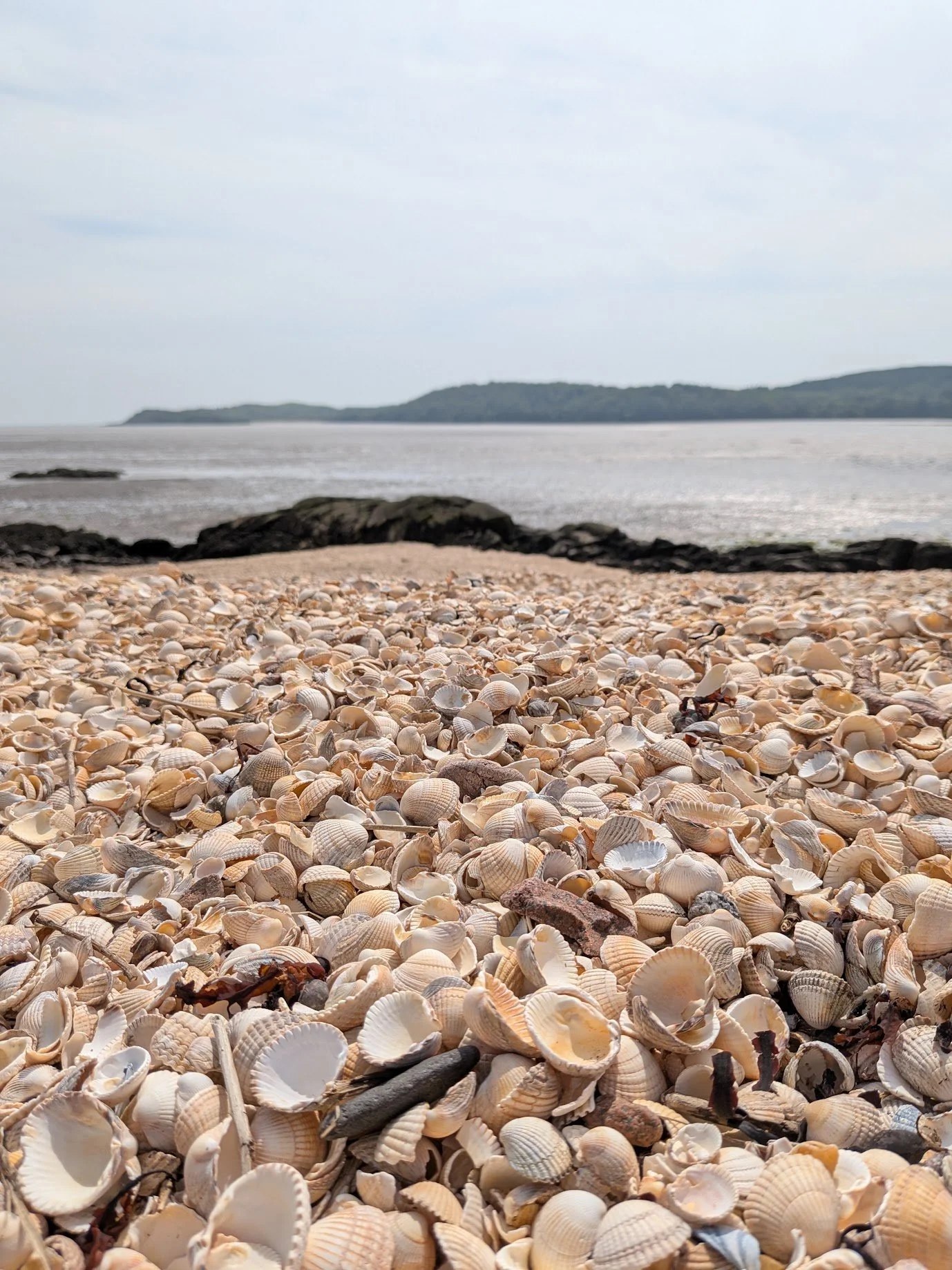 A beach covered with numerous shells and small rocks in the foreground, with a calm body of water and distant land in the background under a cloudy sky.