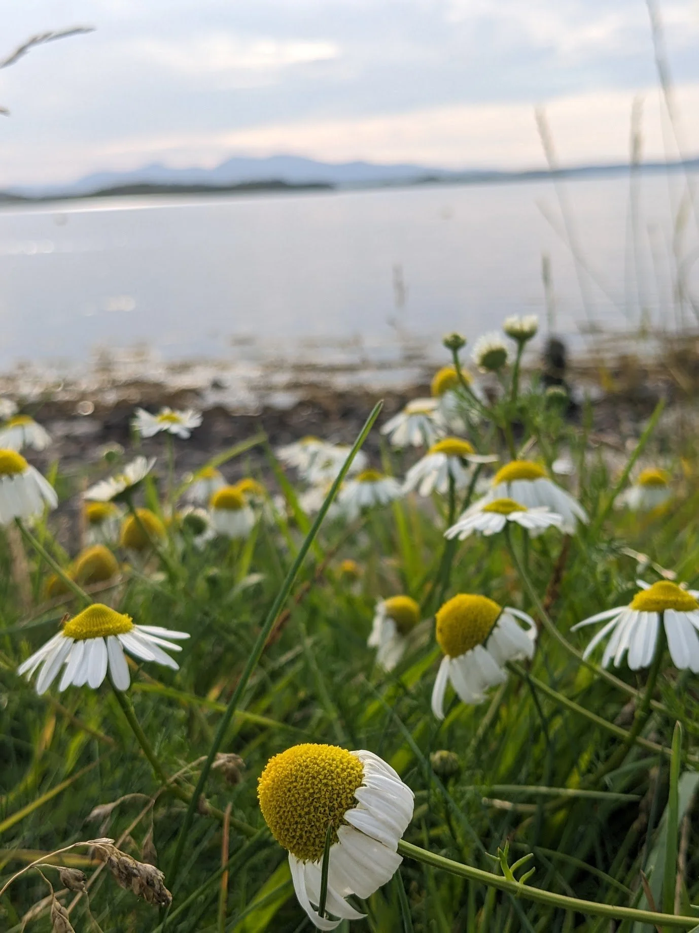 Close-up of wild daisies with white petals and yellow centres growing in a natural grassy area near a body of water, Ardmucknish Bay in the Scottish Highlands with mountains and a cloudy sky in the background.